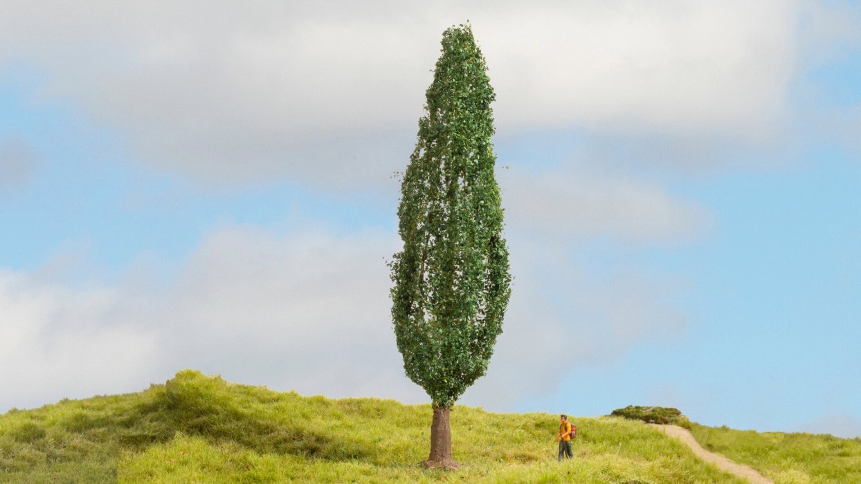 Poplar, All Scales, NOCH 20130