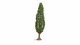 Poplar, All Scales, NOCH 20130