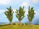 Poplars, All Scales, NOCH 25525