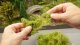 PROFI Bushes, dark green, All Scales, NOCH 07311