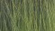 Reed Assortment, All Scales, NOCH 07060