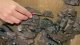 Rock Pieces “Granite”, All Scales, NOCH 58451