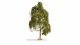 Silver Birch Tree, All Scales, NOCH 20120
