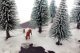 Snowy Fir Trees, All Scales, NOCH 32828
