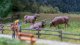 New Sound Scene 2.0 ‘Cow Bells’, HO, NOCH 12858