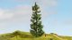 Spruce Tree, All Scales, NOCH 20190