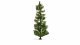 Spruce Tree, All Scales, NOCH 20190