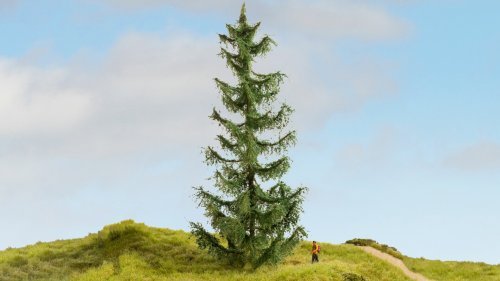 Spruce Tree, All Scales, NOCH 20191