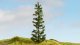 Spruce Tree, All Scales, NOCH 20192