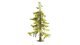 Spruce Tree, All Scales, NOCH 21815