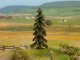 Spruce Tree, All Scales, NOCH 21919