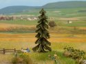 Spruce Tree, All Scales, NOCH 21919