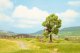 Tree with Tree House, TT, NOCH 21767