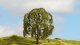 Weeping Willow, All Scales, NOCH 20115