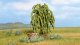 Weeping Willow, All Scales, NOCH 21770