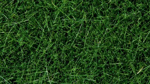 Wild Grass, All Scales, NOCH 07106