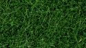 Wild Grass, All Scales, NOCH 07106