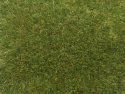Wild Grass, All Scales, NOCH 07118