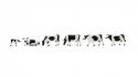 New Cows, black-white, TT, NOCH 45733