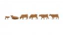 New Cows,&nbsp;brown, N, NOCH 36734