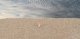 Static Grass with 1/16 to 1/8′ 2-3mm Fibers 1-1/4oz 35g, ALL Scales, Faller Gmbh 170200