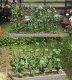 Cucumber & Tomato Plants, HO Scale, Busch Gmbh & Co Kg 1214