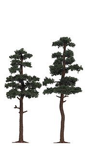 Pine Trees, HO Scale, Busch Gmbh & Co Kg 6142