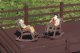 Rocking Chairs (Set of 2), G, PIKO 62295